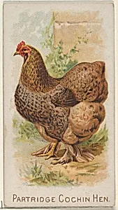 Partridge Cochin Hen, from the Prize and Game Chickens series (N20) for Allen & Ginter Cigarettes by Allen & Ginter|The Gast Lithograph & Engraving Company