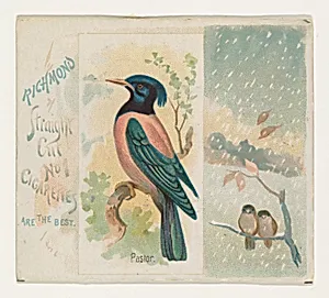 Pastor, from the Song Birds of the World series (N42) for Allen & Ginter Cigarettes by Allen & Ginter|George S. Harris & Sons