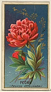 Peony (Paeonia Officinatis), from the Flowers series for Old Judge Cigarettes by Goodwin & Company|George S. Harris & Sons