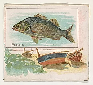 Perch, from Fish from American Waters series (N39) for Allen & Ginter Cigarettes by Allen & Ginter|Lindner, Eddy & Claus