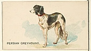 Persian Greyhound, from the Dogs of the World series for Old Judge Cigarettes by Goodwin & Company