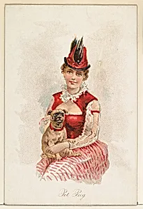 Pet Pug, from the Household Pets series (N194) issued by Wm. S. Kimball & Co. by American Tobacco Company|Julius Bien & Co.|William S. Kimball & Company