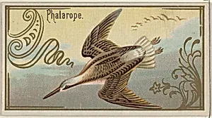 Phalarope, from the Game Birds series (N13) for Allen & Ginter Cigarettes Brands by Allen & Ginter|George S. Harris & Sons