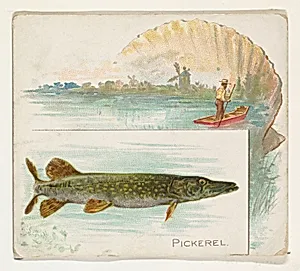 Pickerel, from Fish from American Waters series (N39) for Allen & Ginter Cigarettes by Allen & Ginter|Lindner, Eddy & Claus