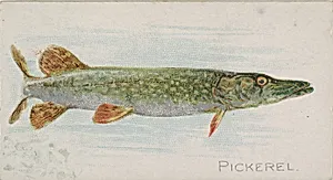 Pickerel, from the Fish from American Waters series (N8) for Allen & Ginter Cigarettes Brands by Allen & Ginter|Lindner, Eddy & Claus