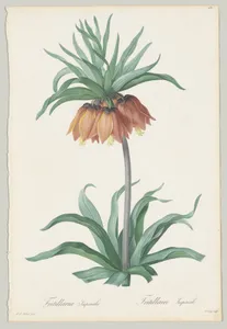 Plate 131, Fritillaria Imperialis, from "Les Liliacées"