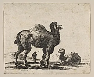 Plate 17: Camels, from "Various animals" (Diversi animali) by Stefano della Bella