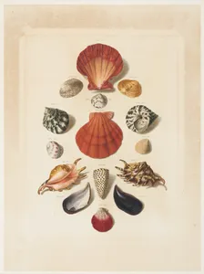 Plate IV, from "Choix de Coquillages et de Crustacés"