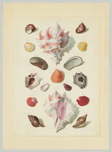 Plate IX, from "Choix de Coquillages et de Crustacés"