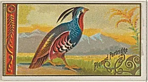 Plumed Partridge, from the Game Birds series (N13) for Allen & Ginter Cigarettes Brands by Allen & Ginter|George S. Harris & Sons