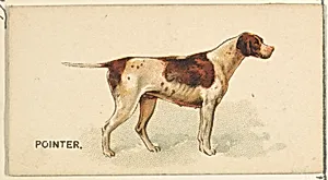 Pointer, from the Dogs of the World series for Old Judge Cigarettes by Goodwin & Company