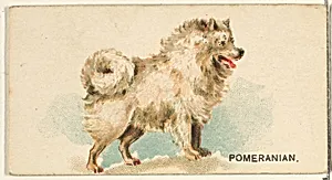 Pomeranian, from the Dogs of the World series for Old Judge Cigarettes by Goodwin & Company