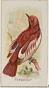 Pompadour, from the Song Birds of the World series (N23) for Allen & Ginter Cigarettes by George S. Harris & Sons|Allen & Ginter