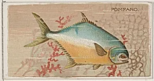 Pompano, from the series Fishers and Fish (N74) for Duke brand cigarettes by W. Duke, Sons & Co.|Knapp & Company