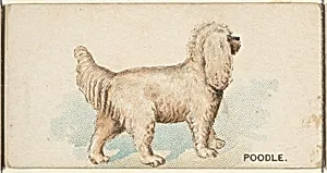 Poodle, from the Dogs of the World series for Old Judge Cigarettes by Goodwin & Company