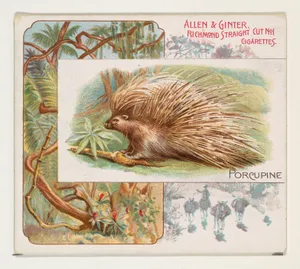 Porcupine, from Quadrupeds series (N41) for Allen & Ginter Cigarettes