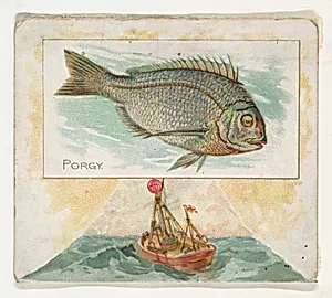 Porgy, from Fish from American Waters series (N39) for Allen & Ginter Cigarettes by Allen & Ginter|Lindner, Eddy & Claus
