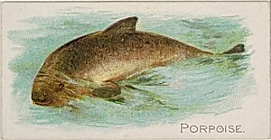 Porpoise, from the Fish from American Waters series (N8) for Allen & Ginter Cigarettes Brands by Allen & Ginter|Lindner, Eddy & Claus