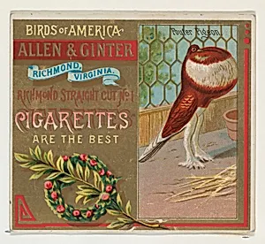 Pouter Pigeon, from the Birds of America series (N37) for Allen & Ginter Cigarettes by Allen & Ginter