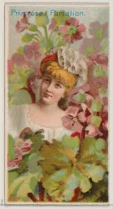 Primrose: Flirtation, from the series Floral Beauties and Language of Flowers (N75) for Duke brand cigarettes
