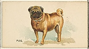 Pug, from the Dogs of the World series for Old Judge Cigarettes by Goodwin & Company