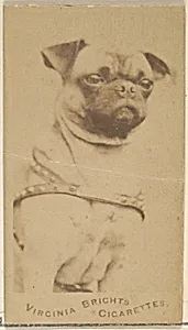 Pug, from the Dogs series (N47) for Virginia Brights Cigarettes by Allen & Ginter