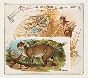 Puma, from Quadrupeds series (N41) for Allen & Ginter Cigarettes by Allen & Ginter|Lindner, Eddy & Claus