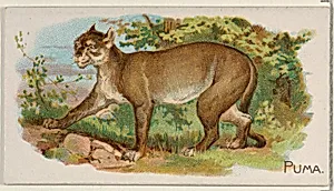 Puma, from the Quadrupeds series (N21) for Allen & Ginter Cigarettes by Allen & Ginter|Lindner, Eddy & Claus