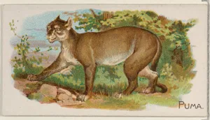 Puma, from the Quadrupeds series (N21) for Allen & Ginter Cigarettes