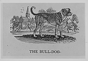 Quadrupeds