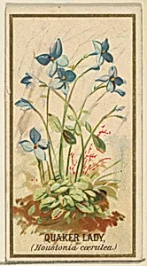 Quaker Lady (Houstonia caerulea), from the Flowers series for Old Judge Cigarettes by Goodwin & Company|George S. Harris & Sons