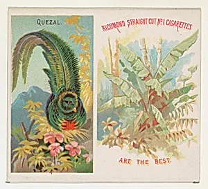 Quezal, from Birds of the Tropics series (N38) for Allen & Ginter Cigarettes by Allen & Ginter|George S. Harris & Sons