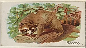 Raccoon, from the Quadrupeds series (N21) for Allen & Ginter Cigarettes by Allen & Ginter|Lindner, Eddy & Claus