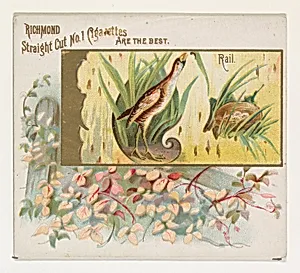 Rail, from the Game Birds series (N40) for Allen & Ginter Cigarettes by Allen & Ginter