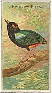 Rainbow Pitta, from the Birds of the Tropics series (N5) for Allen & Ginter Cigarettes Brands by Allen & Ginter|George S. Harris & Sons