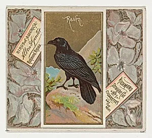 Raven, from the Birds of America series (N37) for Allen & Ginter Cigarettes by Allen & Ginter