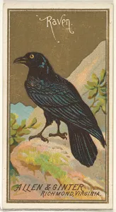 Raven, from the Birds of America series (N4) for Allen & Ginter Cigarettes Brands by Allen & Ginter