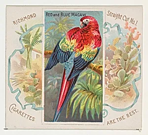 Red and Blue Macaw, from Birds of the Tropics series (N38) for Allen & Ginter Cigarettes by Allen & Ginter|George S. Harris & Sons