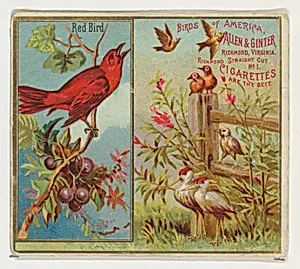 Red Bird, from the Birds of America series (N37) for Allen & Ginter Cigarettes by Allen & Ginter