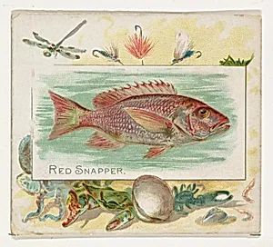 Red Snapper, from Fish from American Waters series (N39) for Allen & Ginter Cigarettes by Allen & Ginter|Lindner, Eddy & Claus