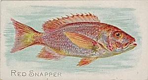 Red Snapper, from the Fish from American Waters series (N8) for Allen & Ginter Cigarettes Brands by Allen & Ginter|Lindner, Eddy & Claus