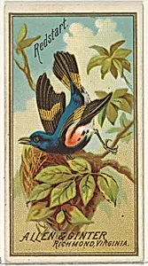 Redstart, from the Birds of America series (N4) for Allen & Ginter Cigarettes Brands by Allen & Ginter