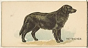 Retriever, from the Dogs of the World series for Old Judge Cigarettes by Goodwin & Company