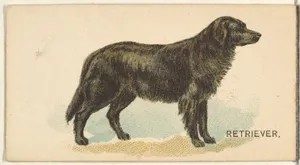 Retriever, from the Dogs of the World series for Old Judge Cigarettes