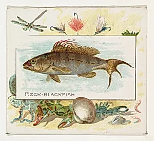 Rock Blackfish, from Fish from American Waters series (N39) for Allen & Ginter Cigarettes by Allen & Ginter|Lindner, Eddy & Claus