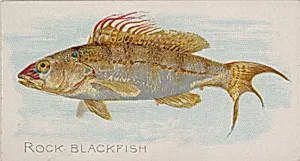 Rock Blackfish, from the Fish from American Waters series (N8) for Allen & Ginter Cigarettes Brands by Allen & Ginter|Lindner, Eddy & Claus