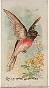 Rose-breasted Wood Robin, from the Song Birds of the World series (N23) for Allen & Ginter Cigarettes by George S. Harris & Sons|Allen & Ginter