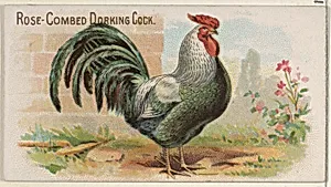 Rose-Combed Dorking Cock, from the Prize and Game Chickens series (N20) for Allen & Ginter Cigarettes by Allen & Ginter|The Gast Lithograph & Engraving Company