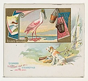 Roseate Spoonbill, from the Game Birds series (N40) for Allen & Ginter Cigarettes by Allen & Ginter