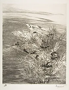 Roseaux et Sarcelles